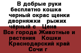 В добрые руки бесплатно,кошка,2.5черный окрас,щенки дворняжки,3 рыжих 1 чёрный,с › Цена ­ - - Все города Животные и растения » Кошки   . Краснодарский край,Сочи г.